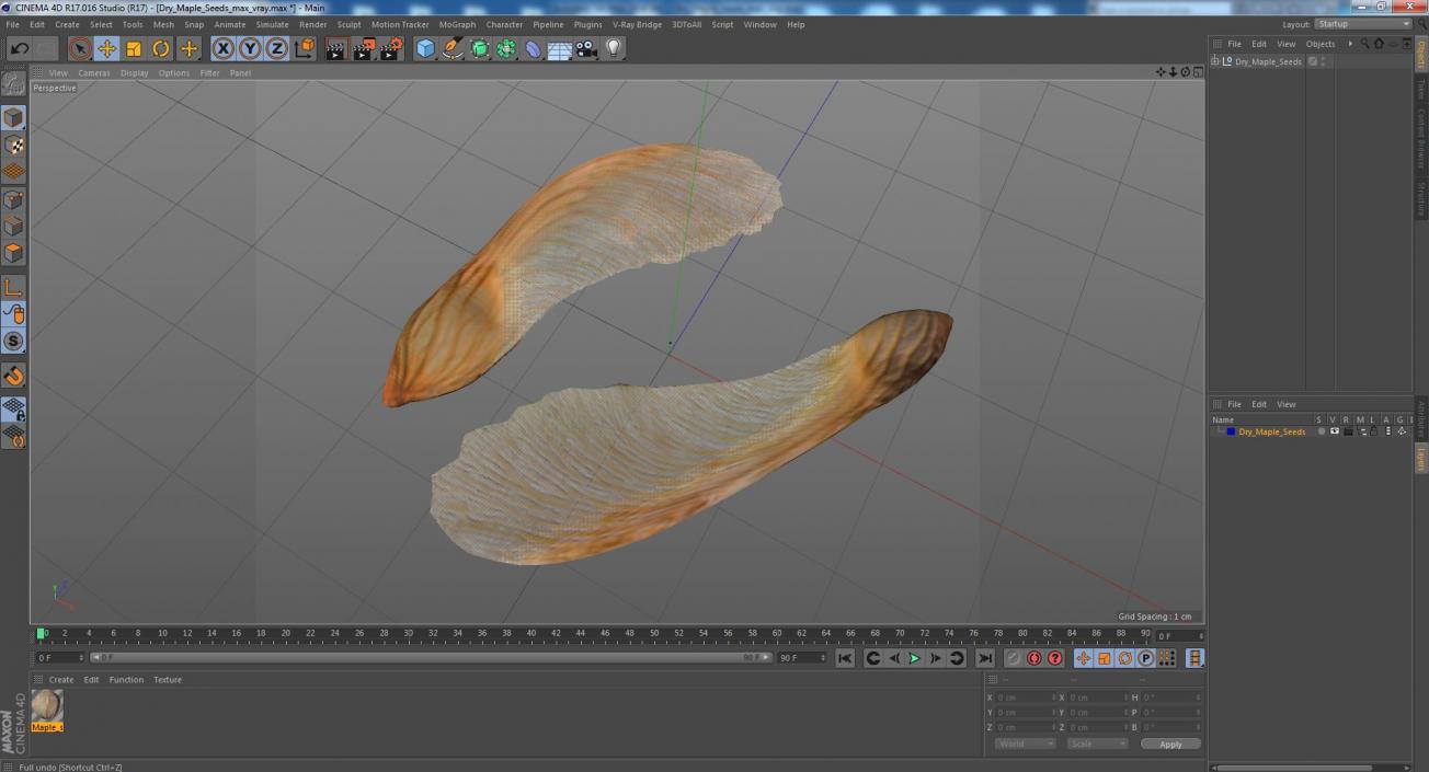 3D model Dry Maple Seeds