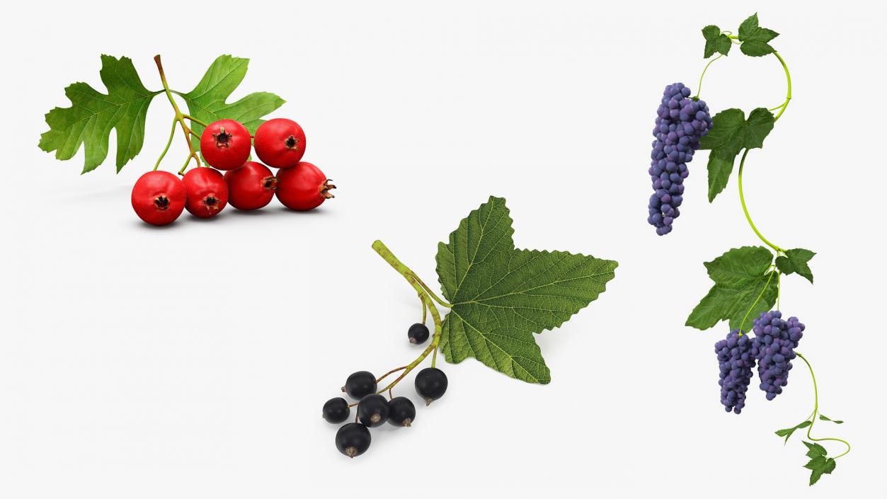 Berry Branches Collection 2 3D