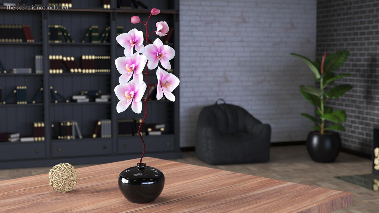 3D Orchid Stem and Black Vase