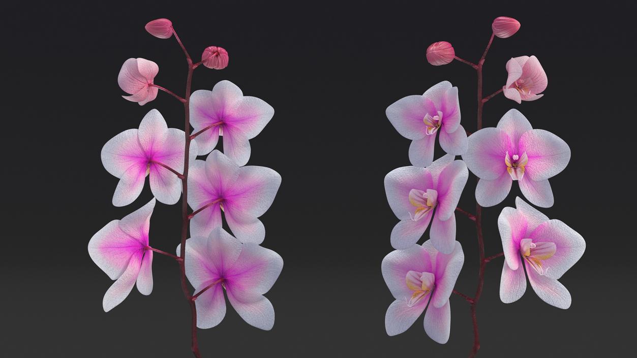 3D Orchid Stem and Black Vase