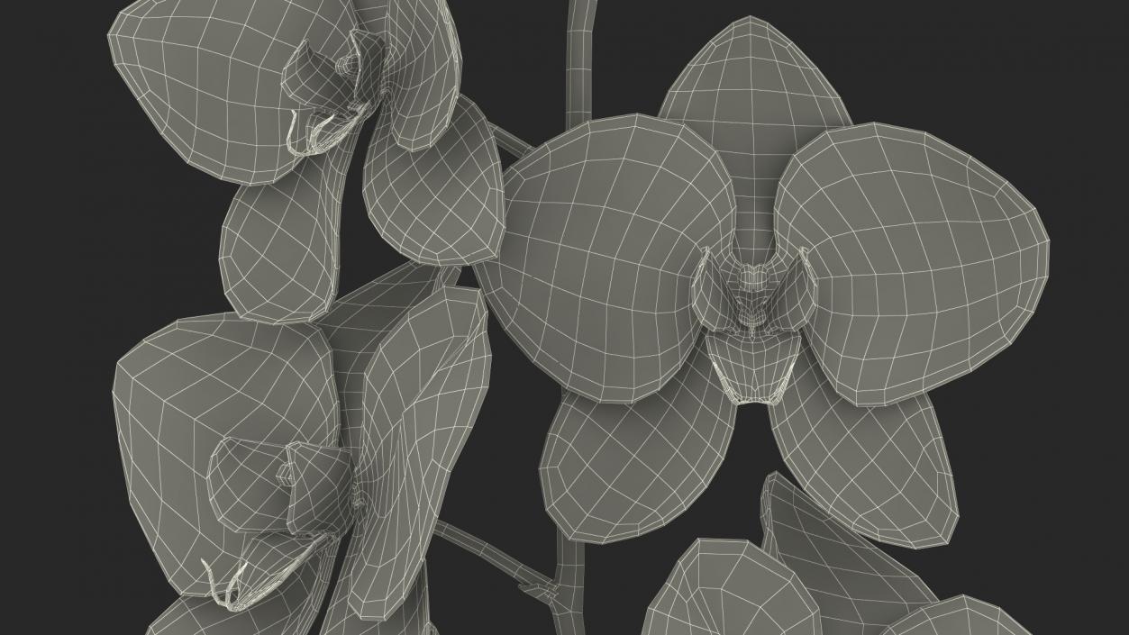 3D Orchid Stem and Black Vase