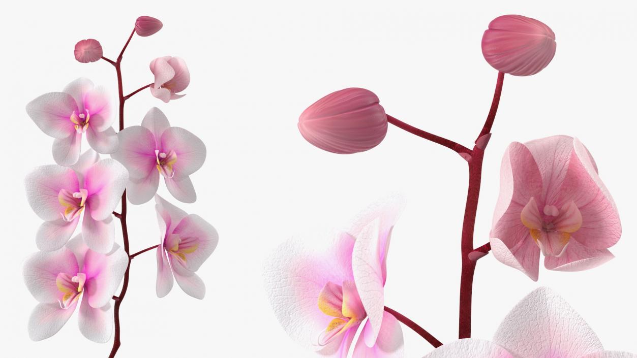 3D Orchid Stem and Black Vase