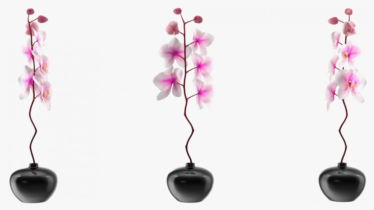 3D Orchid Stem and Black Vase