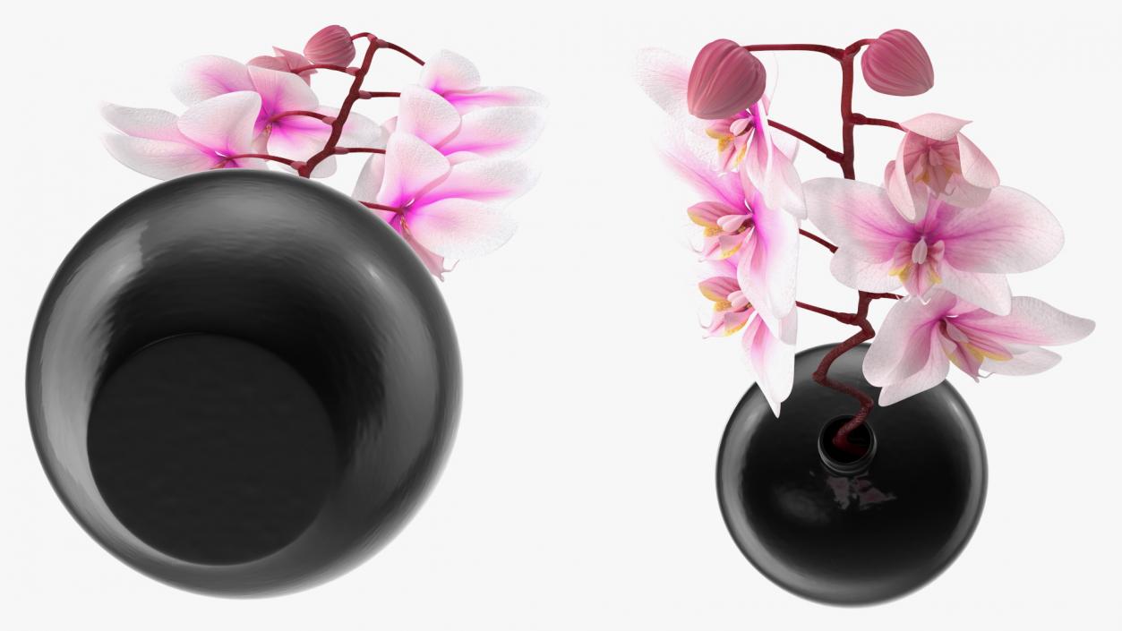 3D Orchid Stem and Black Vase