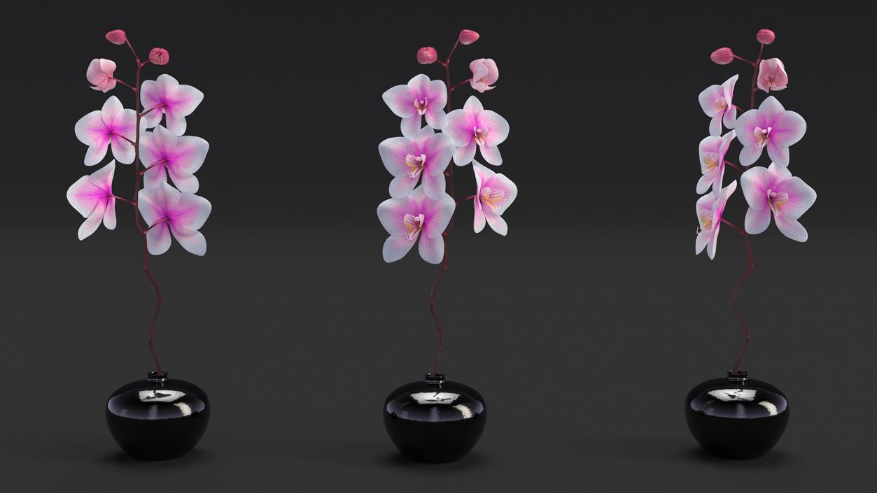 3D Orchid Stem and Black Vase