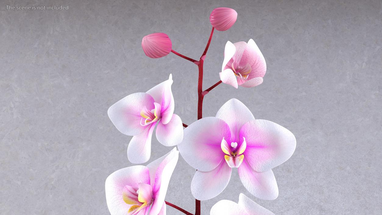 3D Orchid Stem and Black Vase