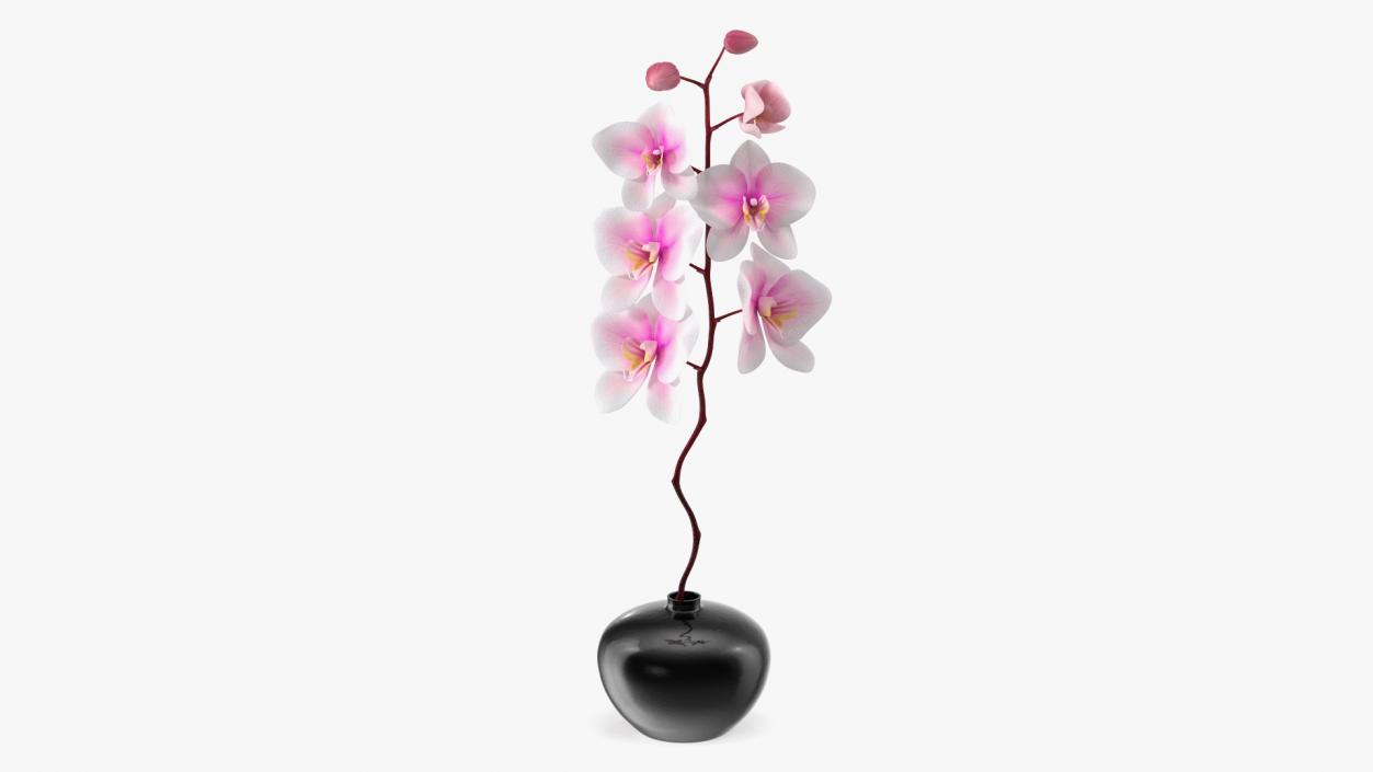 3D Orchid Stem and Black Vase