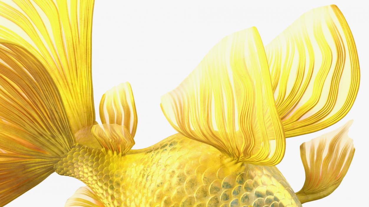 Goldfish Swimming Pose 3D