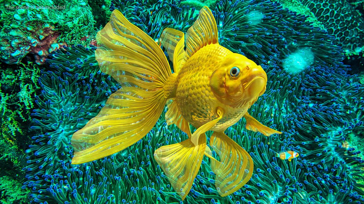 Goldfish Swimming Pose 3D