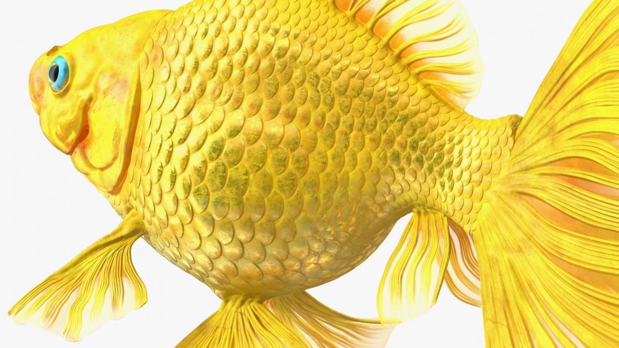 Goldfish Swimming Pose 3D