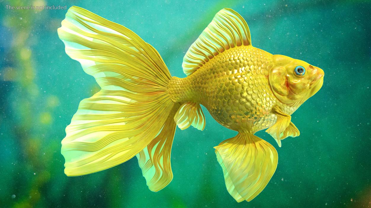 Goldfish Swimming Pose 3D