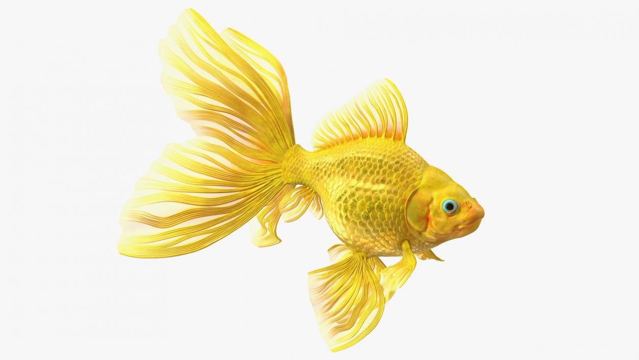 Goldfish Swimming Pose 3D