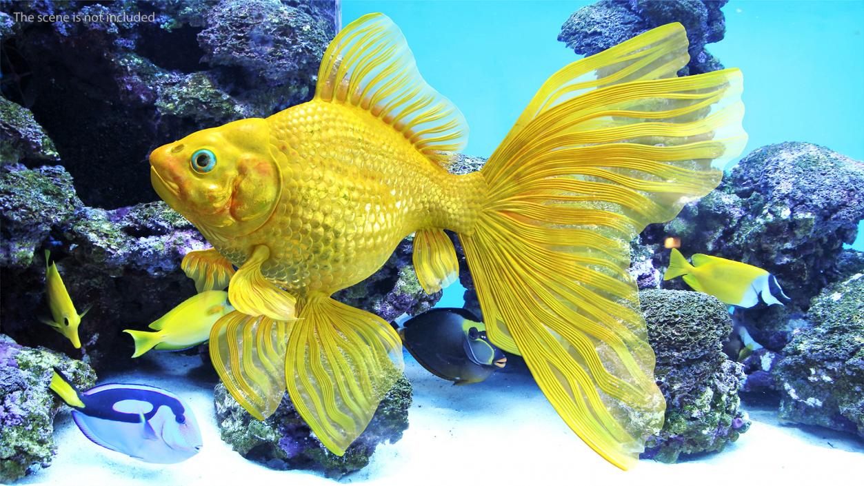 Goldfish Swimming Pose 3D