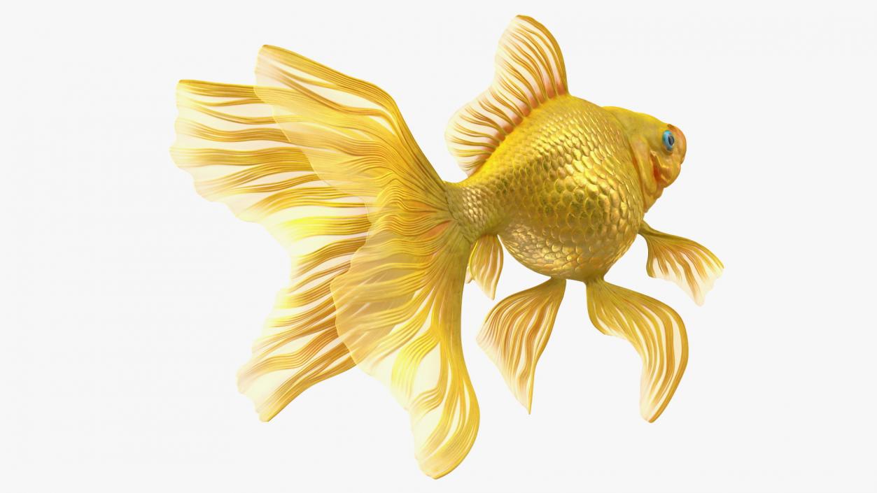 Goldfish Swimming Pose 3D