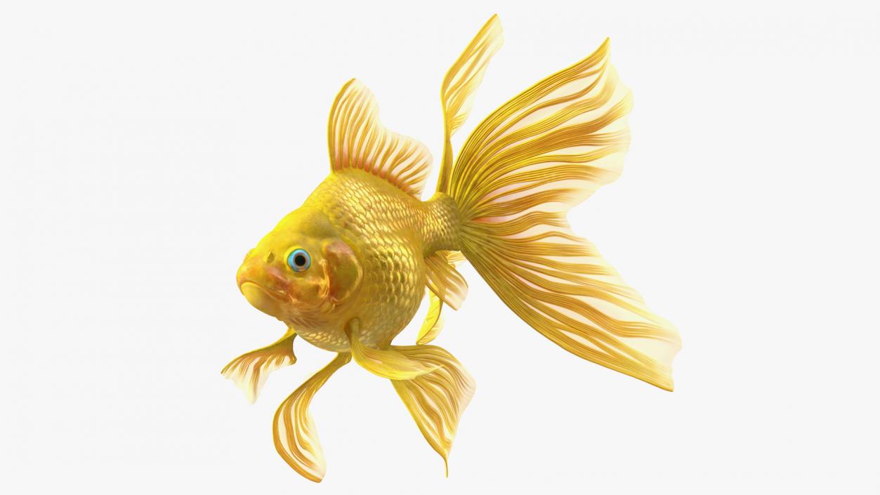 Goldfish Swimming Pose 3D