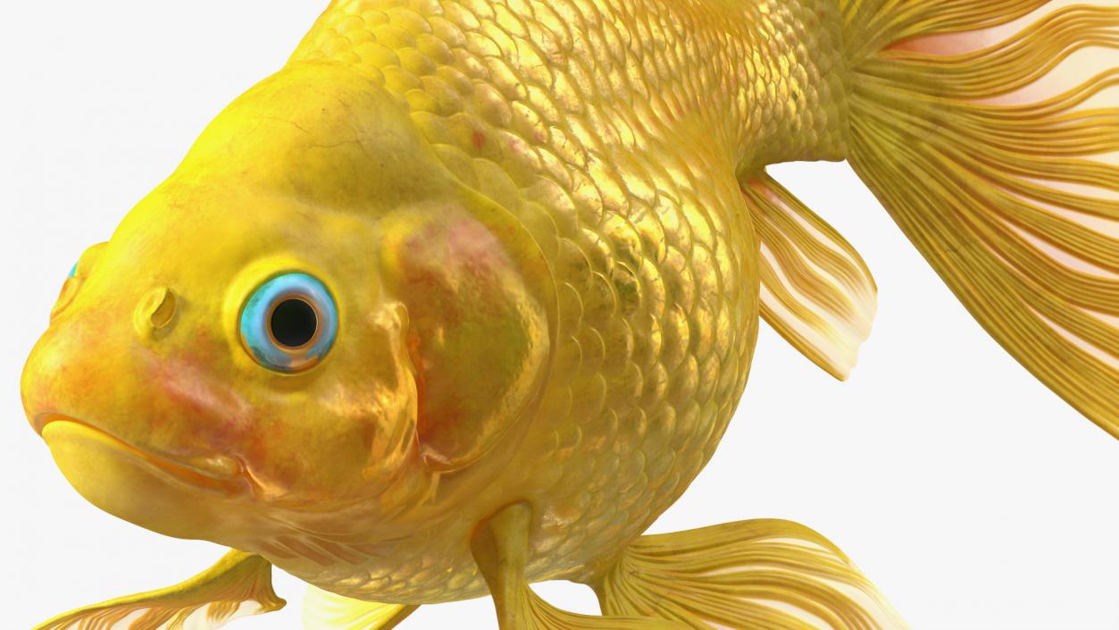 Goldfish Swimming Pose 3D