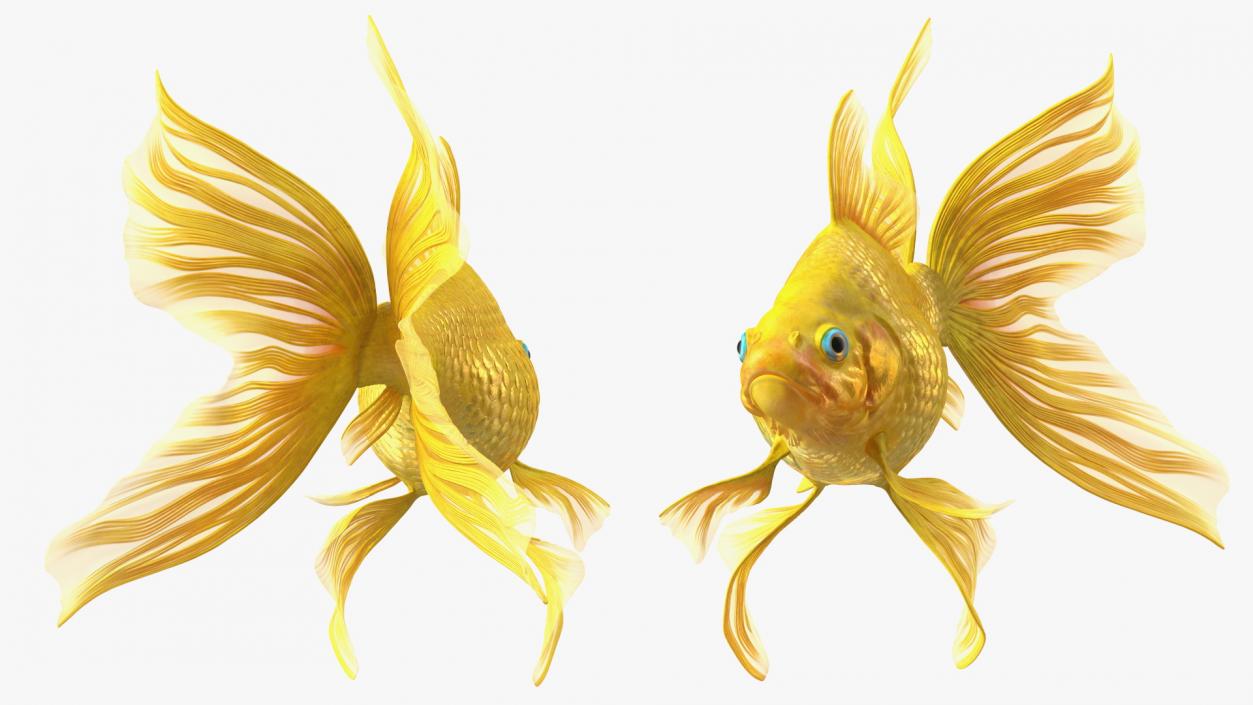 Goldfish Swimming Pose 3D