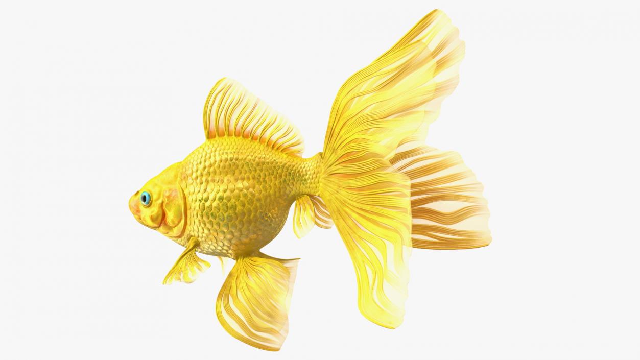 Goldfish Swimming Pose 3D