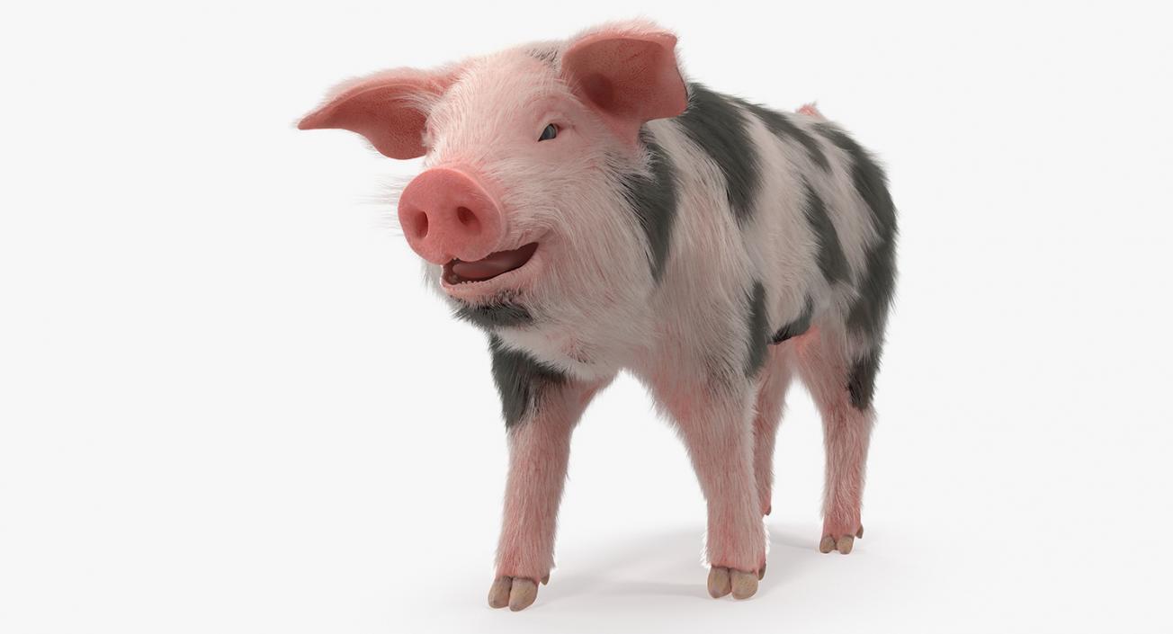 3D Pig Piglet Pietrain with Fur Walking Pose