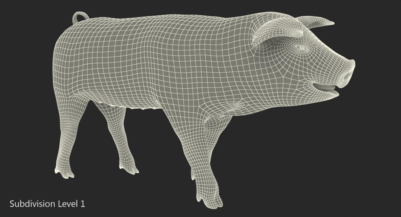 3D Pig Piglet Pietrain with Fur Walking Pose