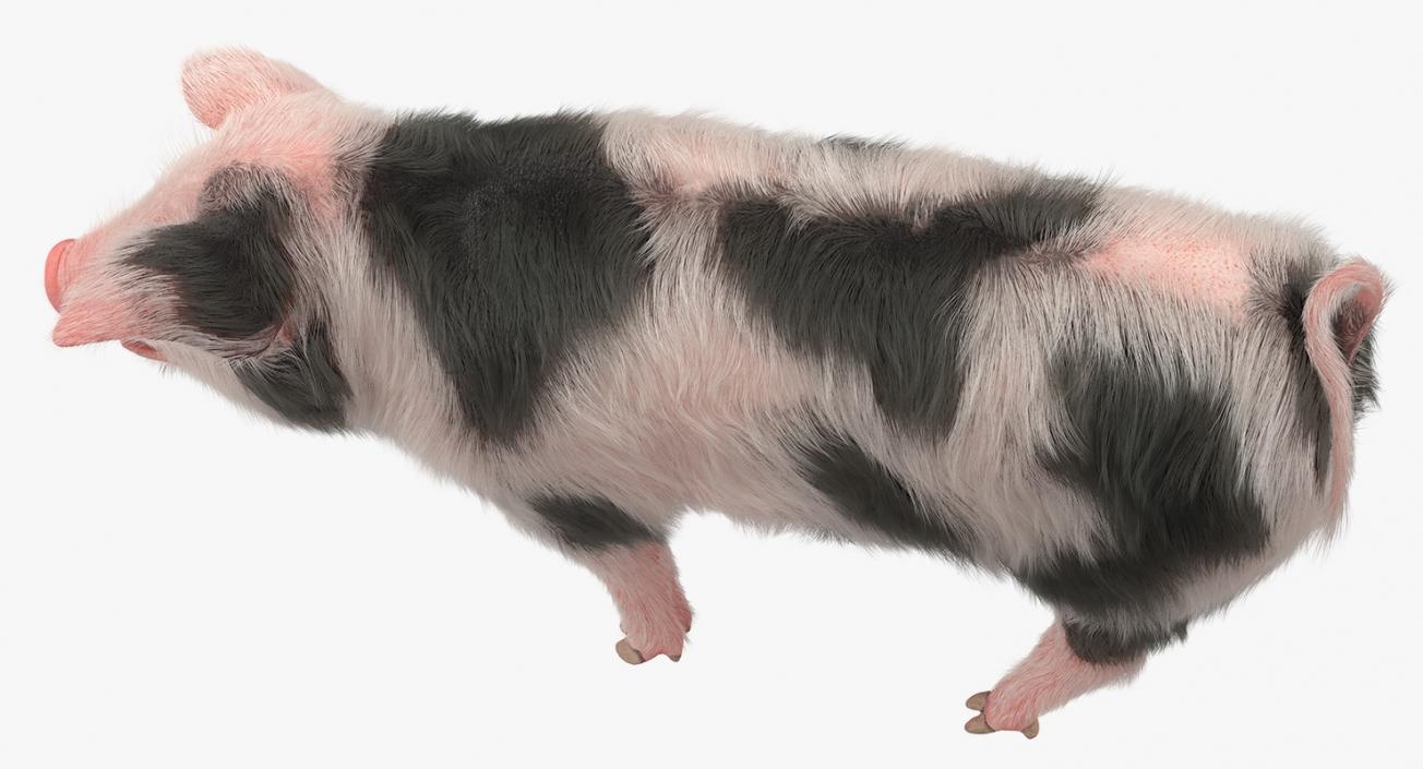 3D Pig Piglet Pietrain with Fur Walking Pose