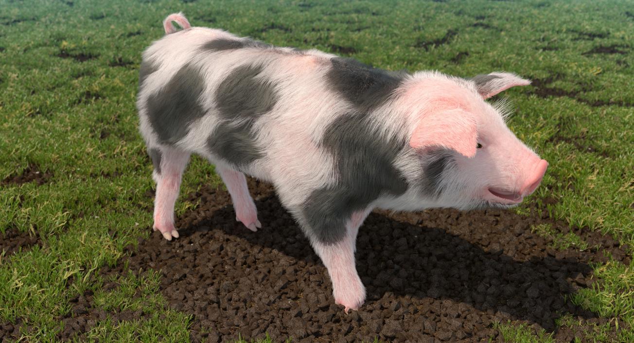 3D Pig Piglet Pietrain with Fur Walking Pose