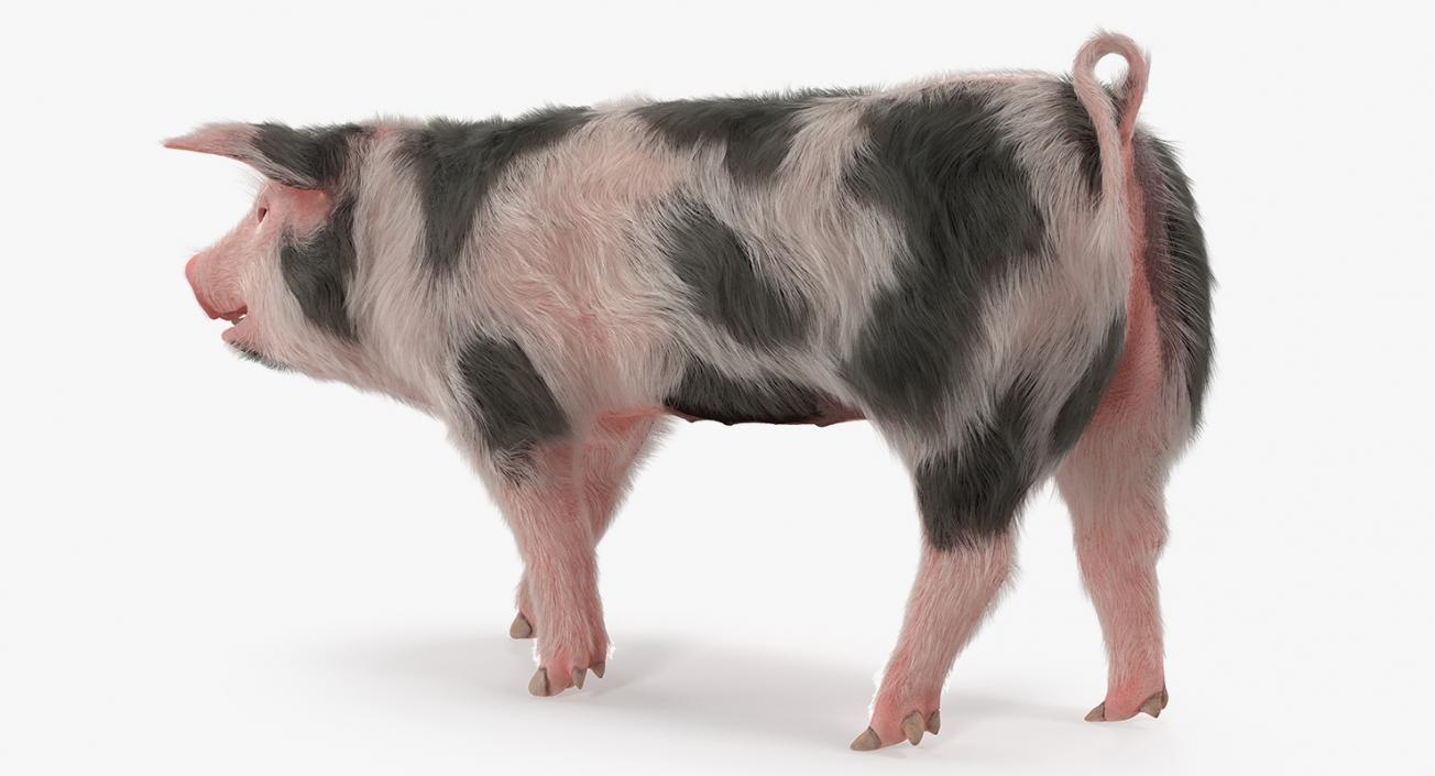 3D Pig Piglet Pietrain with Fur Walking Pose