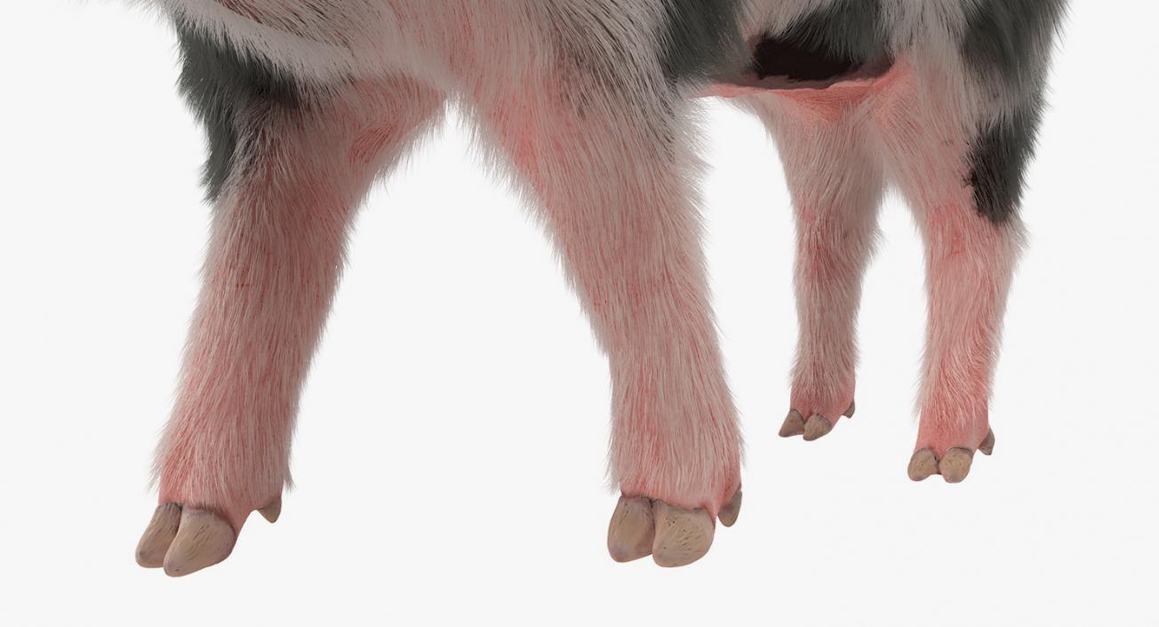 3D Pig Piglet Pietrain with Fur Walking Pose