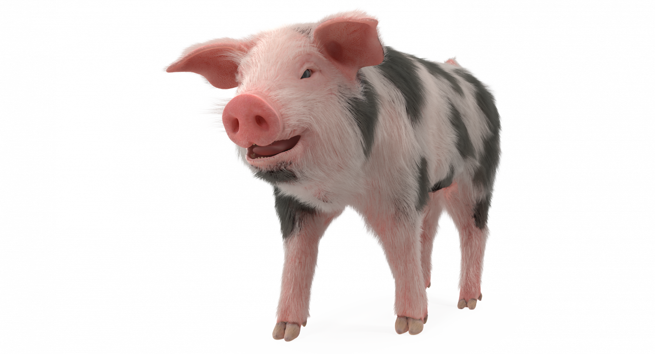 3D Pig Piglet Pietrain with Fur Walking Pose