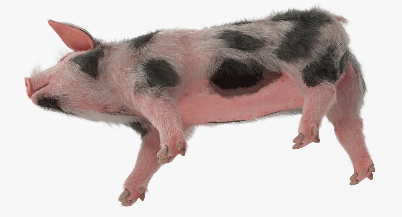 3D Pig Piglet Pietrain with Fur Walking Pose