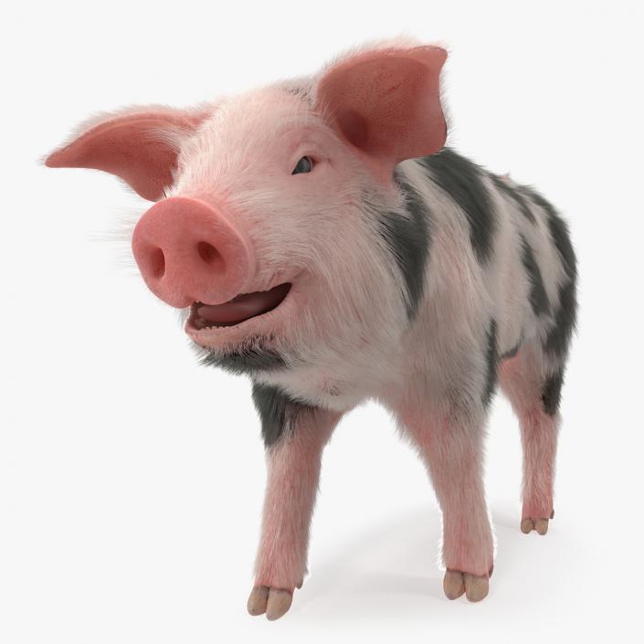 3D Pig Piglet Pietrain with Fur Walking Pose