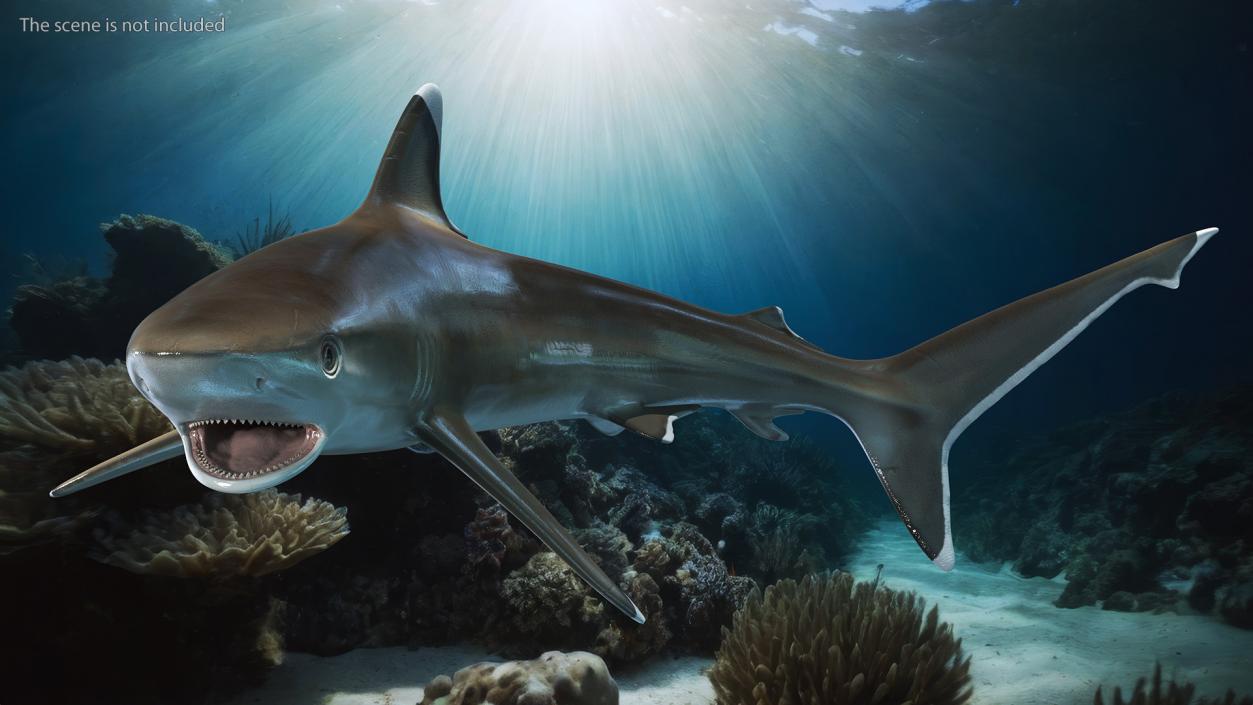 3D Carcharhinus Albimarginatus Shark model