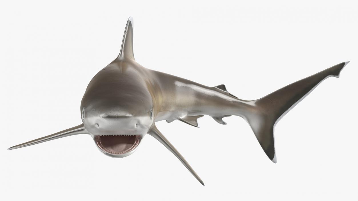 3D Carcharhinus Albimarginatus Shark model