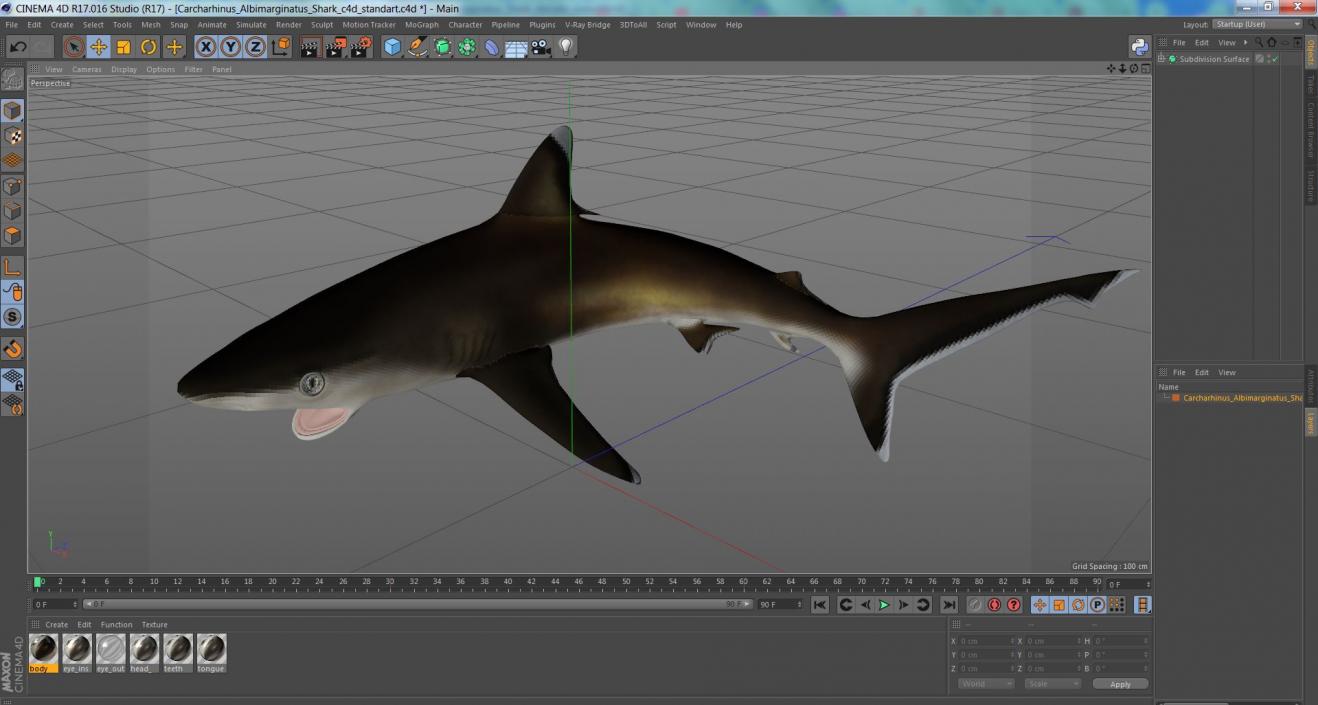 3D Carcharhinus Albimarginatus Shark model