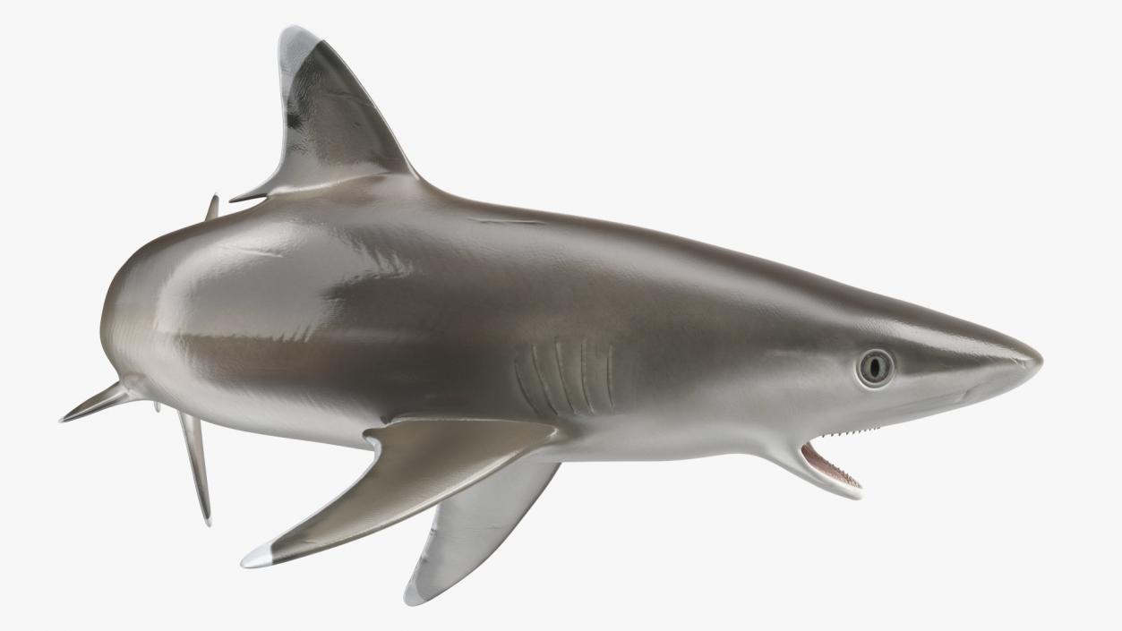 3D Carcharhinus Albimarginatus Shark model