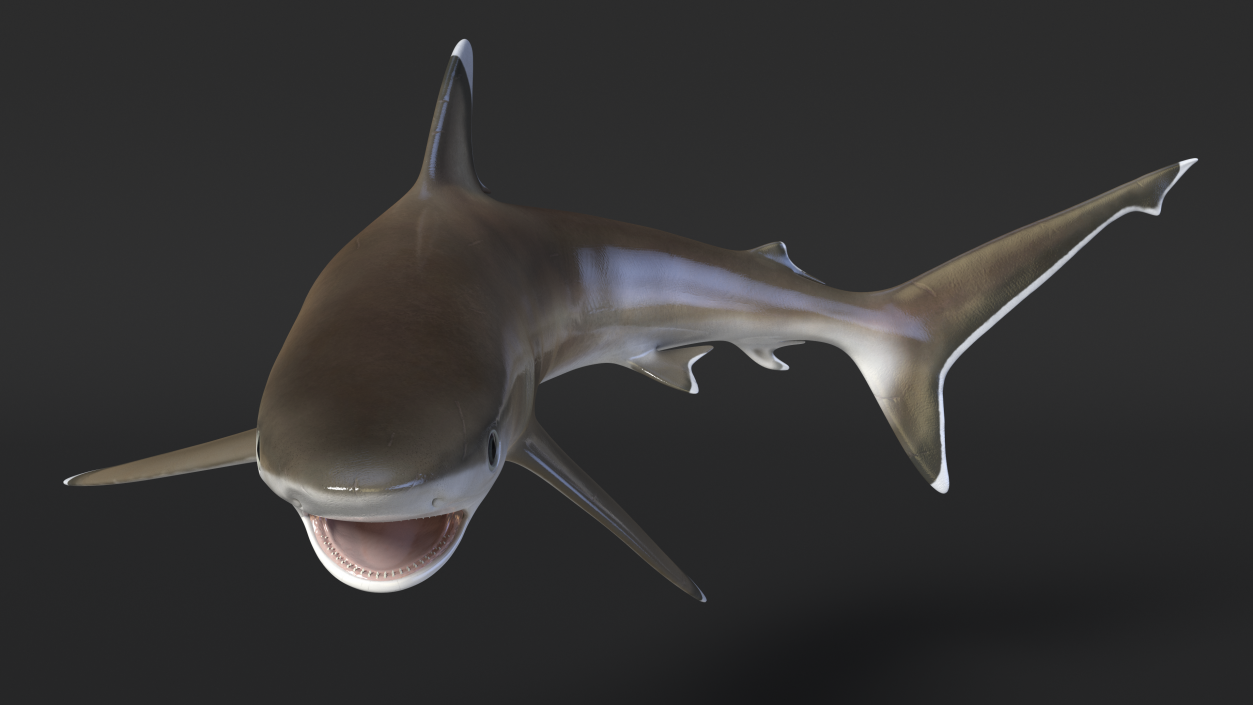 3D Carcharhinus Albimarginatus Shark model