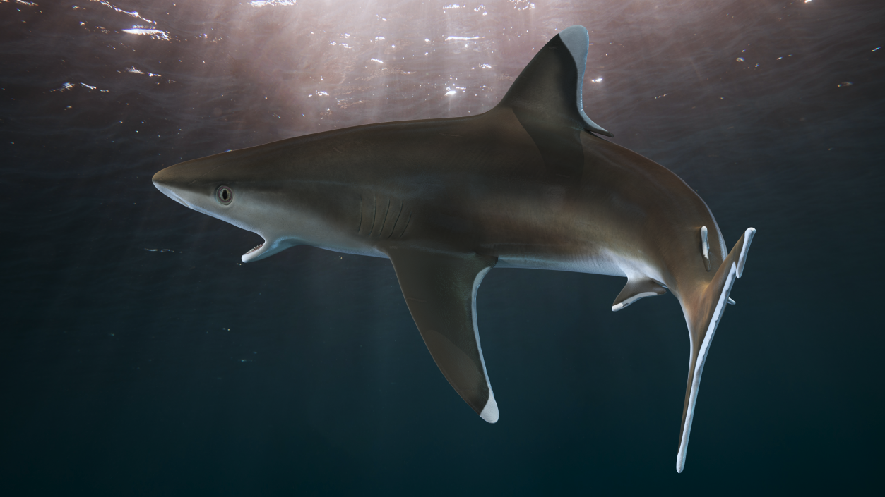 3D Carcharhinus Albimarginatus Shark model