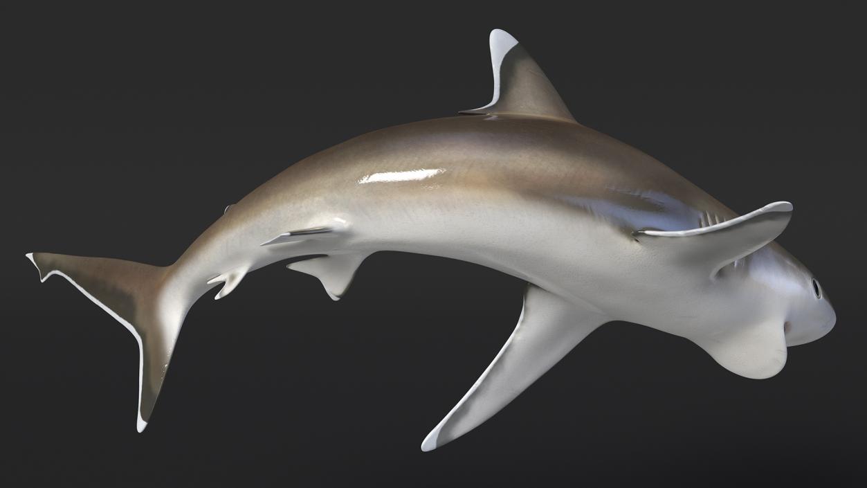 3D Carcharhinus Albimarginatus Shark model