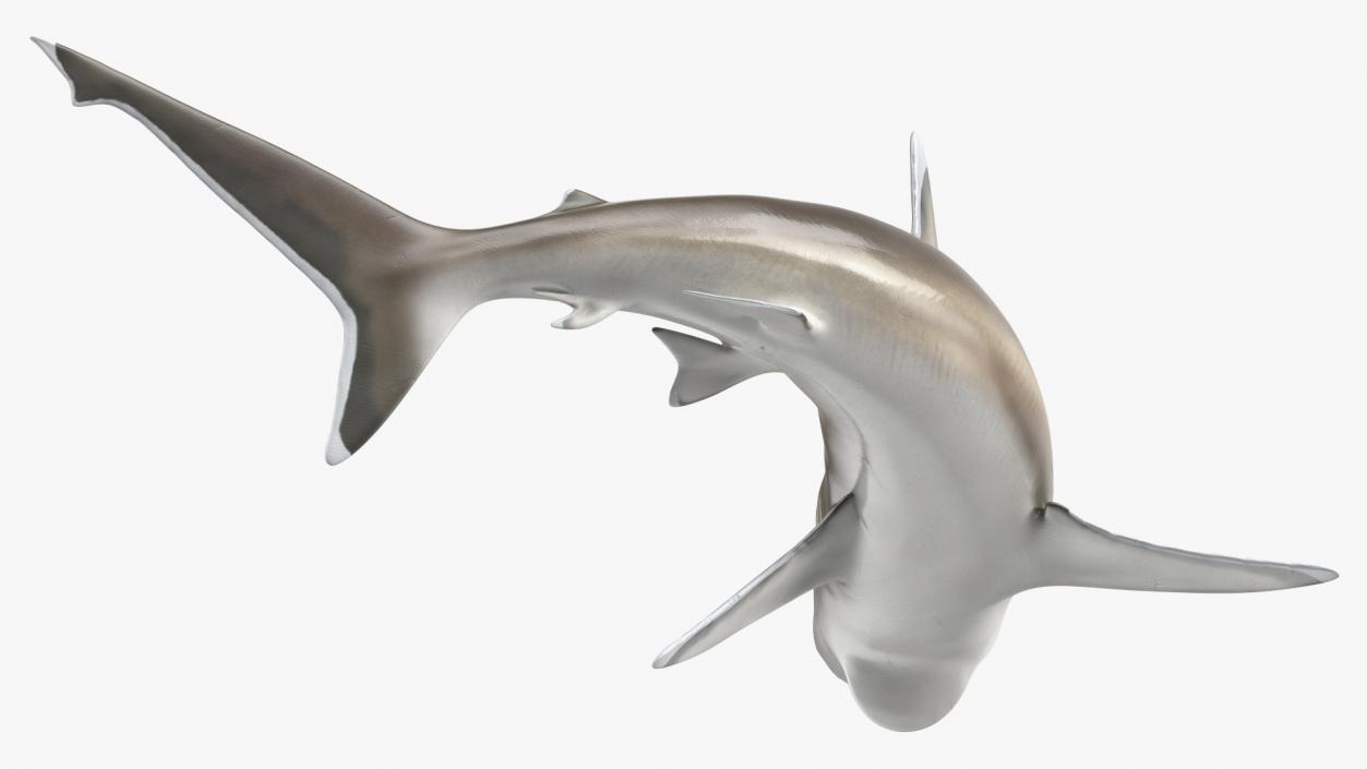 3D Carcharhinus Albimarginatus Shark model