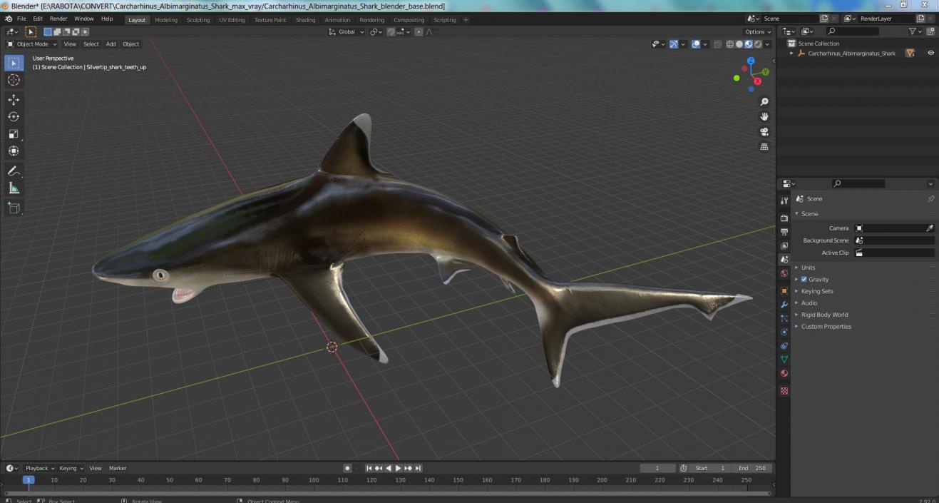 3D Carcharhinus Albimarginatus Shark model