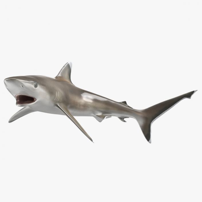 3D Carcharhinus Albimarginatus Shark model