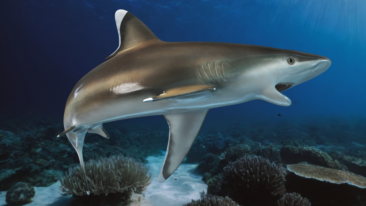 3D Carcharhinus Albimarginatus Shark model