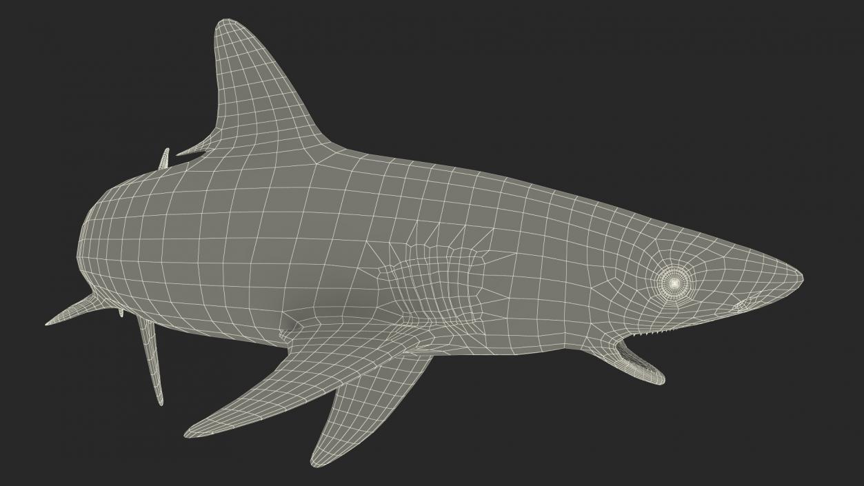 3D Carcharhinus Albimarginatus Shark model