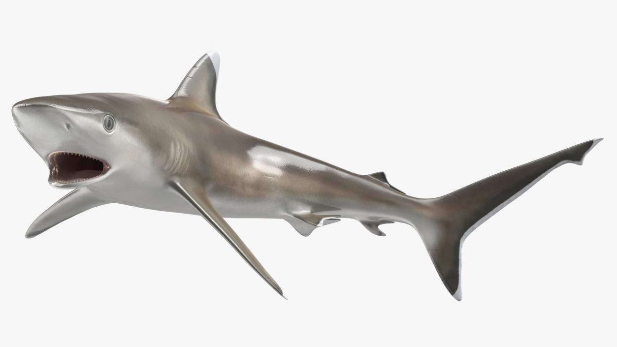 3D Carcharhinus Albimarginatus Shark model