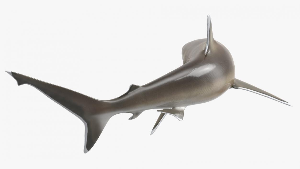 3D Carcharhinus Albimarginatus Shark model