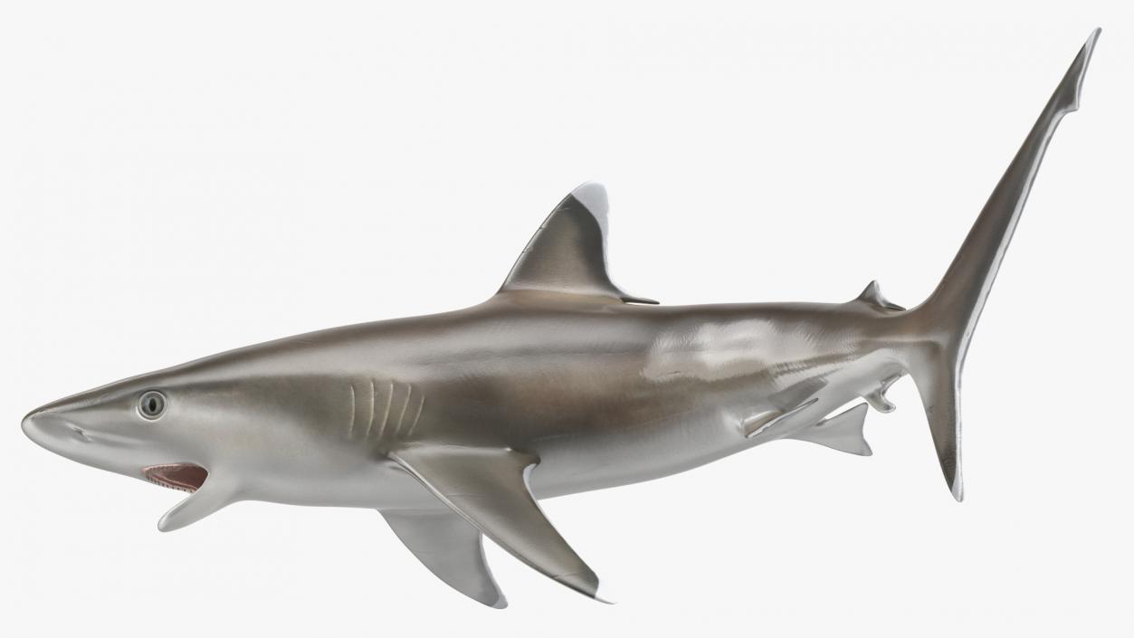 3D Carcharhinus Albimarginatus Shark model