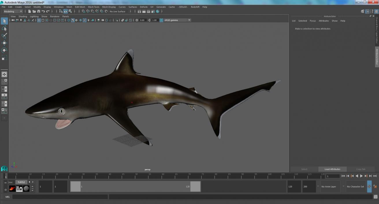 3D Carcharhinus Albimarginatus Shark model