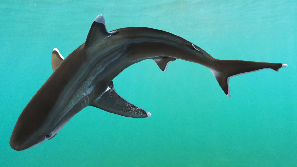 3D Carcharhinus Albimarginatus Shark model