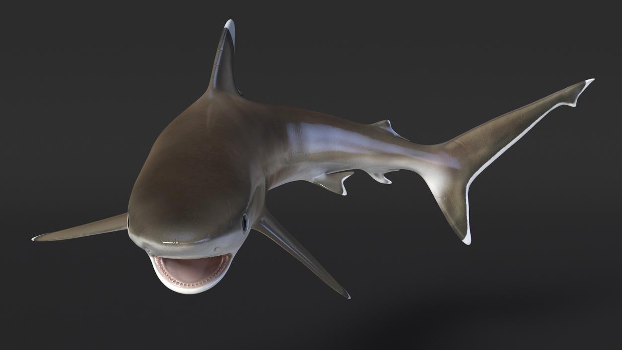 3D Carcharhinus Albimarginatus Shark model