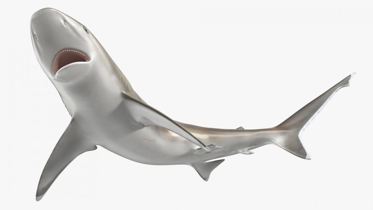 3D Carcharhinus Albimarginatus Shark model